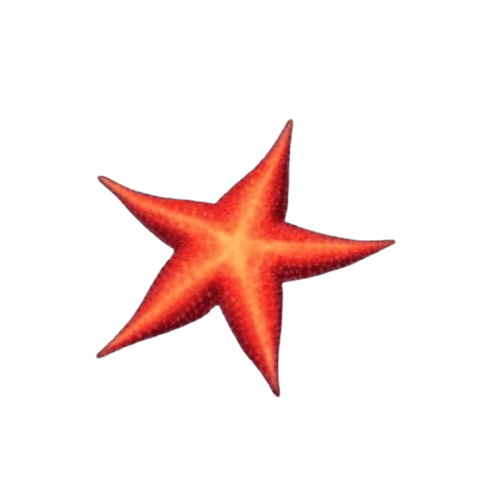 Mermaid Treasure สมบัตินางเงือก เกมทำเงินโบนัสแตกง่าย 2024 8 Mermaid_Treasure_ปลาดาว